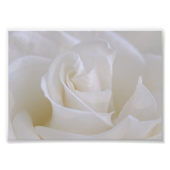 Foto für die Blume "White Rose" (Vorne)