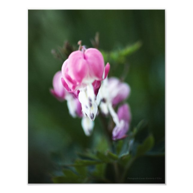 Foto für gebrochene Herzen (Vorne)