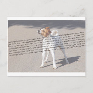 Foto für Haustiere Postkarte