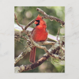 Foto für männliche Kardinäle Postkarte