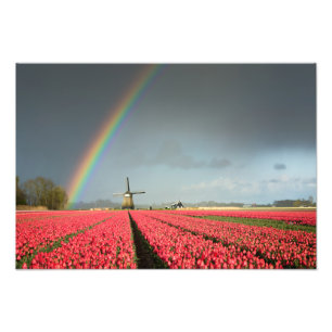 Foto für Regenbogen, Tulpen und Windmühle
