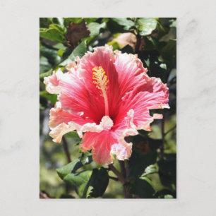 Foto für rosa und pfirsichfarbene Hibiskus Postkar Postkarte