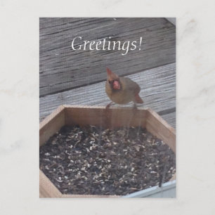 Foto für weibliche Kardinal am Anleger der Postkar Postkarte