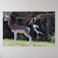 Foto Gazelle und Stork