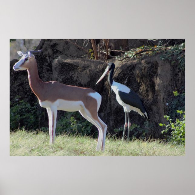 Foto Gazelle und Stork Poster (Vorne)