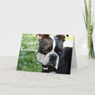 Foto-Geburtstagskarte niedlichen Boston-Terriers Karte