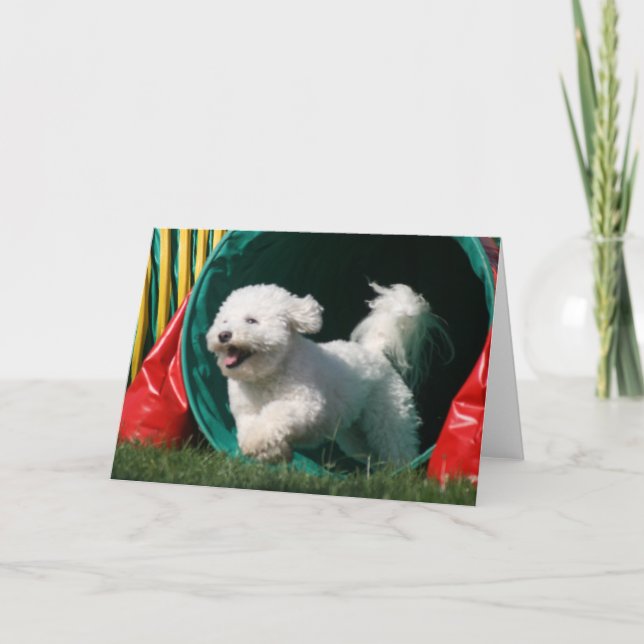 Foto-Grußkarte "Bichon Frise Agility" Karte (Vorderseite)
