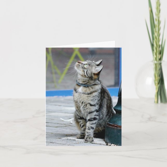 Foto , Haustier , Tiere , Karte (Vorderseite)