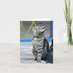 Foto , Haustier , Tiere , Karte