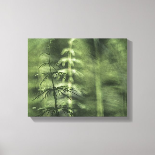 Foto Horsetail Leinwanddruck (Vorderseite)