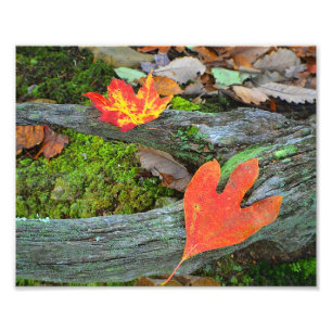 Foto im Herbst