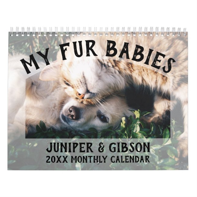 Foto-Kalender 2024: Pelztiere, Haustiere, Katzen,  Kalender (Titelbild)