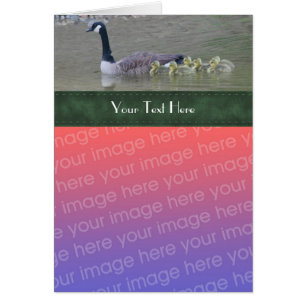 Foto-Karte von Canada Goose Family Nature