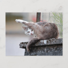 Foto Katze , Haustier , Tiere . Postkarte