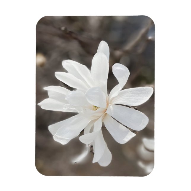Foto-Magnet für die weiße Blume Magnet (Vertikal)