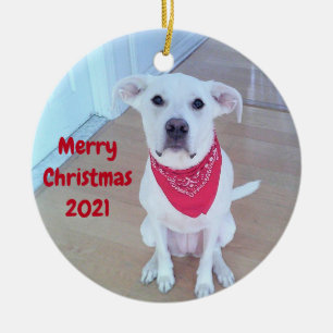 Foto Niedlicher Junghunde mit sonnigen Ohrstöcken Keramik Ornament