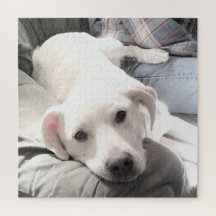 Foto Niedlicher, müde Hund mit Vater auf Couch Squ