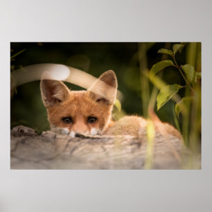 Foto of a Cute Little Orange Fox Poster