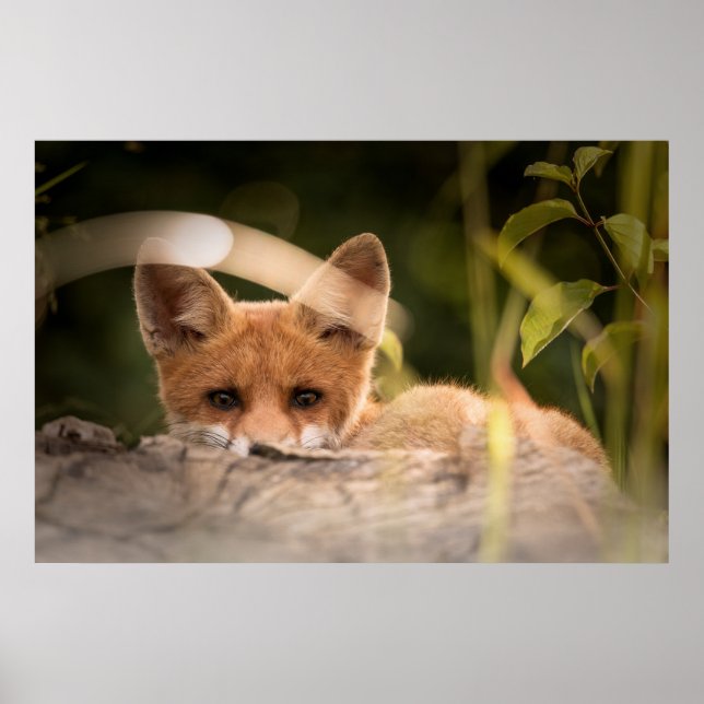 Foto of a Cute Little Orange Fox Poster (Vorne)