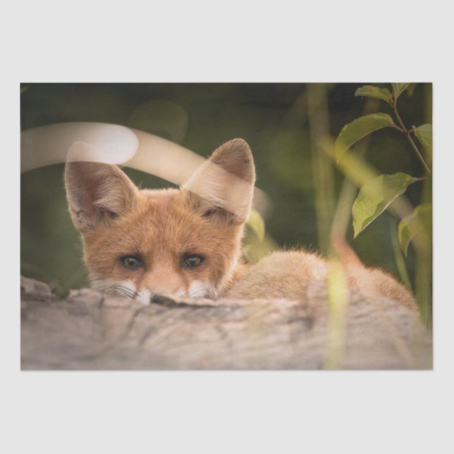Foto of a Cute Little Orange Fox Seidenpapier (Vorderseite)