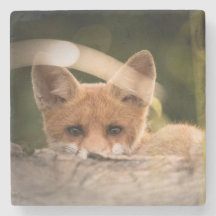 Foto of a Cute Little Orange Fox