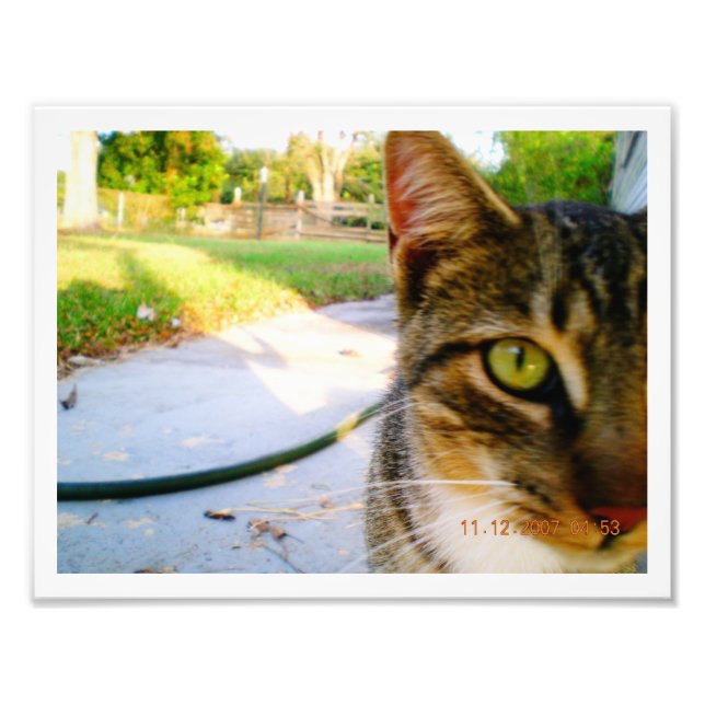 Foto ohne Namen Tabby Cat "Lolo" (Vorne)