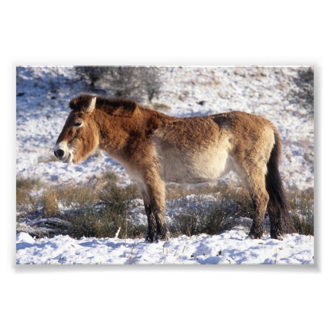 Foto - Pferd Przewalski (Vorne)