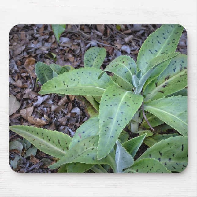 Foto - Pflanze Mousepad (Vorne)