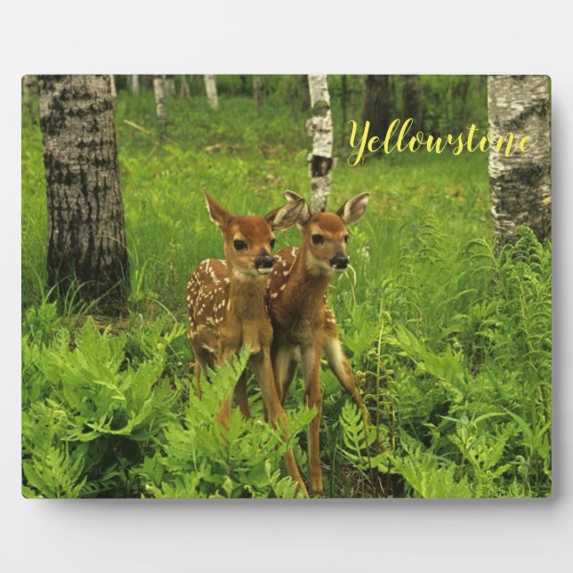 Foto Plaque-Yellowstone Baby Deer Fotoplatte (Vorderseite)
