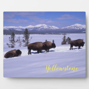 Foto Plaque-Yellowstone Buffalo Fotoplatte