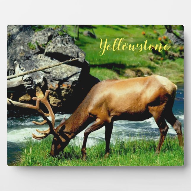 Foto Plaque-Yellowstone-Elch Fotoplatte (Vorderseite)