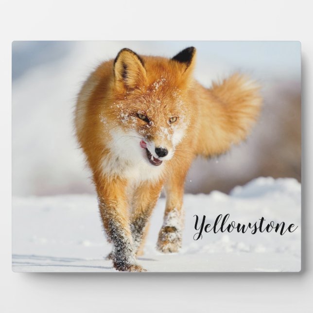 Foto Plaque-Yellowstone Red Fox Fotoplatte (Vorderseite)