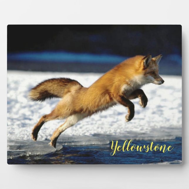 Foto Plaque-Yellowstone Red Fox Fotoplatte (Vorderseite)
