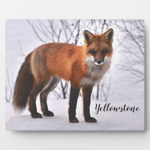 Foto Plaque-Yellowstone Red Fox Fotoplatte