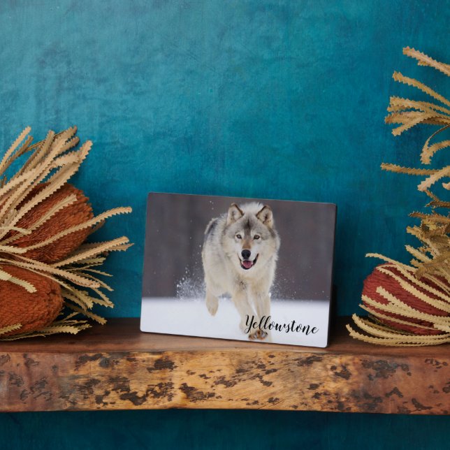 Foto Plaque-Yellowstone Wolf Plaque Fotoplatte (Seite)