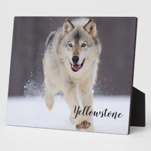 Foto Plaque-Yellowstone Wolf Plaque Fotoplatte