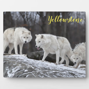 Foto Plaque-Yellowstone-Wölfe Fotoplatte