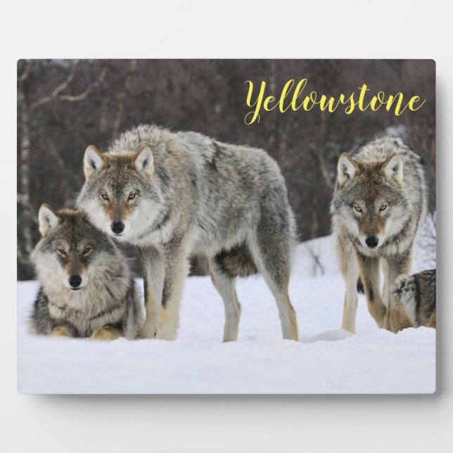 Foto Plaque-Yellowstone-Wölfe Fotoplatte (Vorderseite)