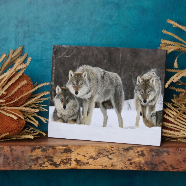 Foto Plaque-Yellowstone Wolves Plaque Fotoplatte (Seite)