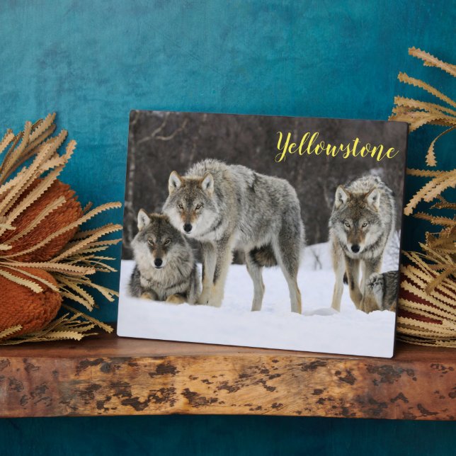 Foto Plaque-Yellowstone Wolves Plaque Fotoplatte (Seite)
