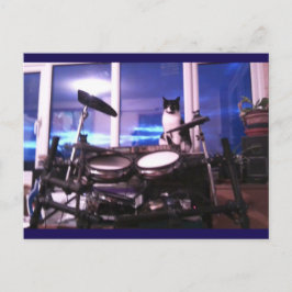 Foto Postcard 12 Blues Drummer Cat Animal Beauty Postkarte