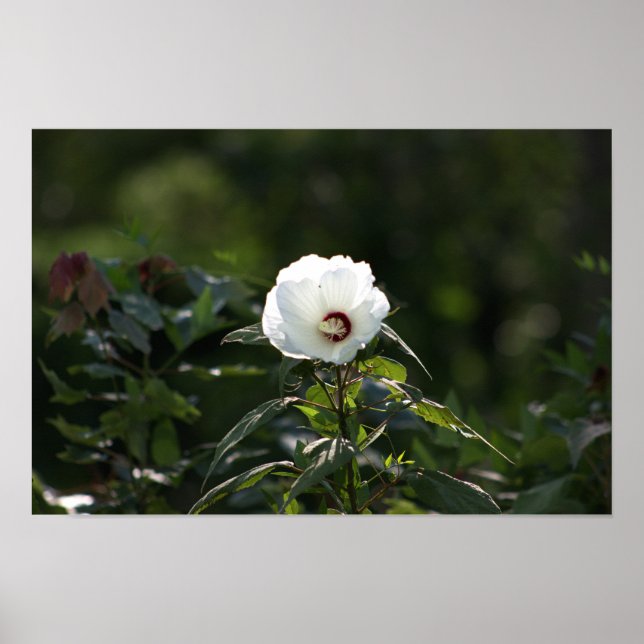 Foto-Poster der weißen Blume Poster (Vorne)