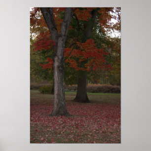 Foto-Poster für Herbst-Bäume Poster