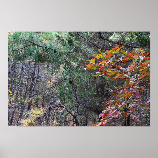 Foto-Poster für Herbstverlässe Poster (Vorne)