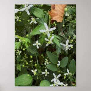 Foto-Poster für weiße Wildblumen Poster