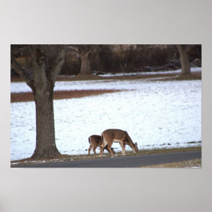 Foto-Poster "Hirsch im Schnee" Poster