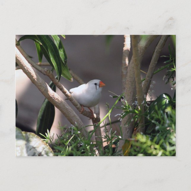 Foto Postkarte (Vorderseite)