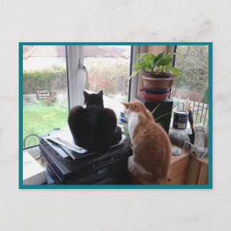 Foto Postkarte 8 Katzen Ansicht - Natürliche Schön