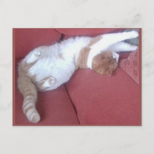 Foto Postkarte 9 - Katze Nickerchen 1 - Tierschönh