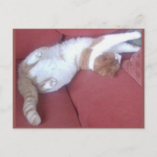 Foto Postkarte 9 - Katze Nickerchen 1 - Tierschönh
